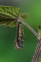 Larva of painted lady