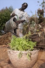 Carrot cultivation
