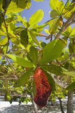 Leaves of the Indian bengal almond