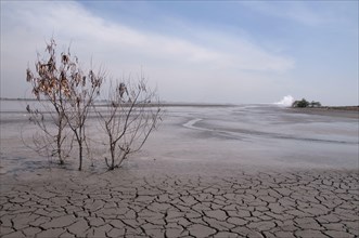 Tree canopy and dried mud in the mud lake of the mud volcano