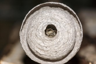 Wasps' nest