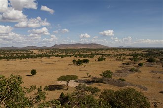 Serengeti Lobo Area