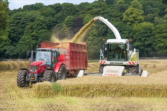 Claas forage harvester and Massey Ferguson tractor with wagon harvesting wholemeal wheat for animal feed
