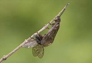 Alderfly