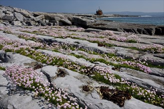 Sea-flowering carnation