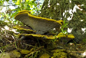 Dyer's velvet-top fungus