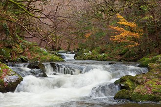 Fast-flowing river cascades in woodland habitat