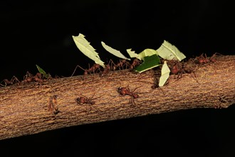 Leafcutter ant