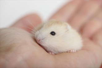 Young Russian Dwarf Hamster