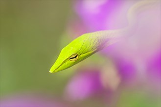 Green whip snake