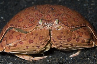 Spotted pubic crab
