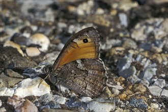 Brush-footed butterfly