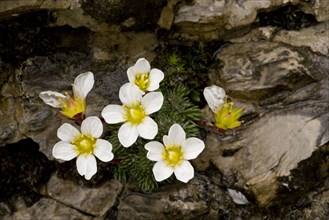 One-flowered Cushion Saxifrage