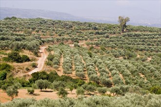 Olive trees growing on the Greek island of Crete