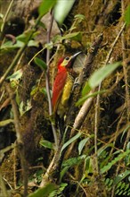 Red-mantled Woodpecker