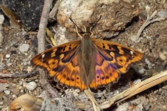 Lesser Schiller Butterfly