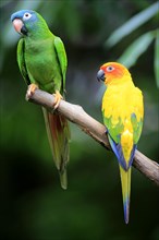 Blue-Crowned Parakeet