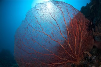 Red gorgonian fan coral