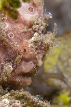 Round Spotted Frogfish