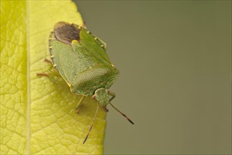 Green Shieldbug
