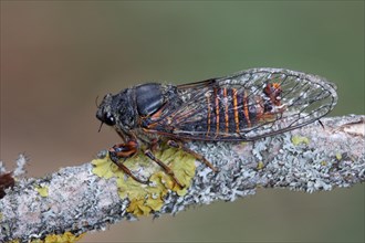 Mountain Cicada