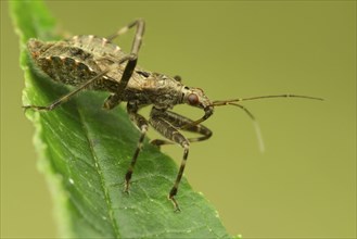 Ant Damsel Bug