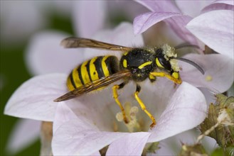 Tree Wasp