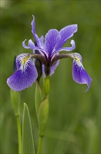 Variegated iris