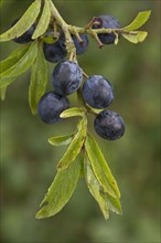 Prunus spinosus