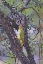 Levaillant's Woodpecker