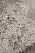 Dinosaur footprints in fossilised riverbed