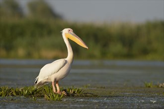 Great White great white pelican