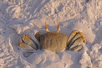 Horned Ghost Crab