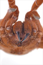 Kenya giant tarantula