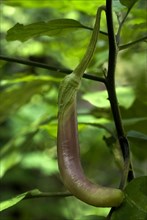 Solanum melongina