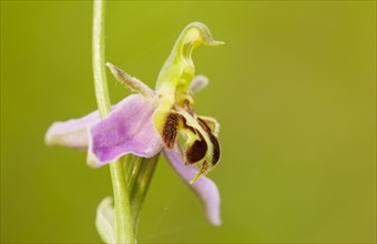 Bee orchid close-up of flower