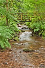 Small footbridge over a stream in woodland
