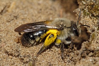 Grey-backed Mining-bee
