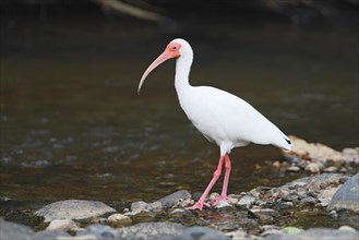 American white american white ibis