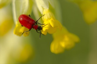 Adult scarlet lily beetle