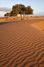 View of desert sand dunes with trees