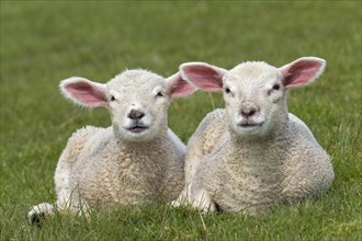 Two white lambs of domestic sheep lying side by side in a meadow