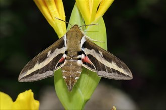 Bedstraw hawk-moth