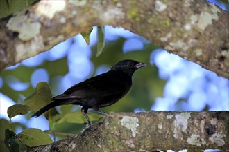 Chopi blackbird