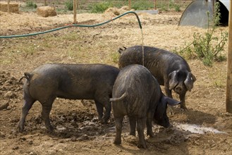 Big black pigs drinking from hose pipe