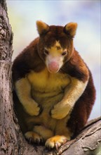 Matschie Tree Kangaroo