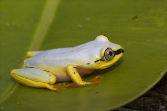 (Heterixalus madagascariensis), This treefrog changes colour from blueish during the day to