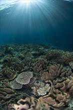 Coral reef habitat with sunrays