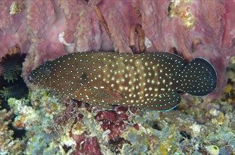 Blue-spotted Grouper