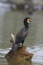 Adult cormorant in breeding plumage